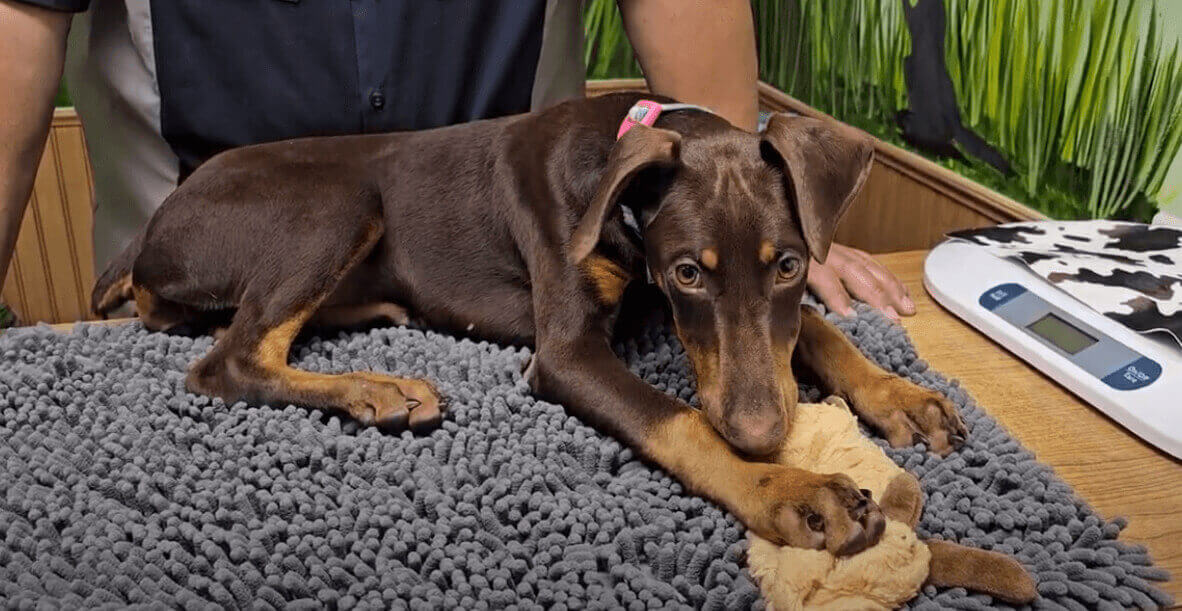 Livermore Veterinary Hospital