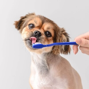 Pet Dental Care in Livermore