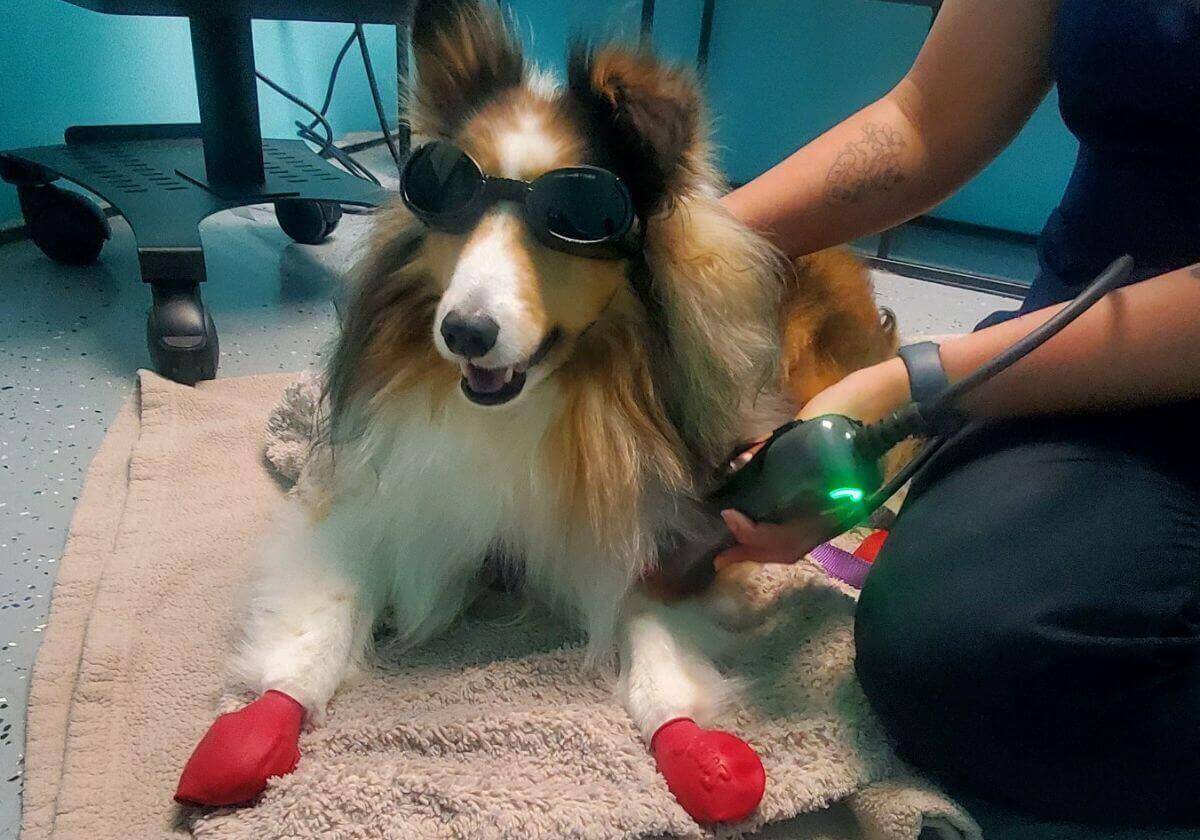 Veterinarians near me