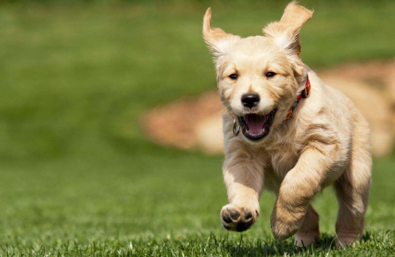 Emergency Vet in Livermore