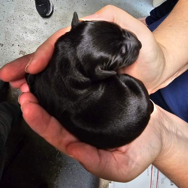 Veterinary clinic in Livermore