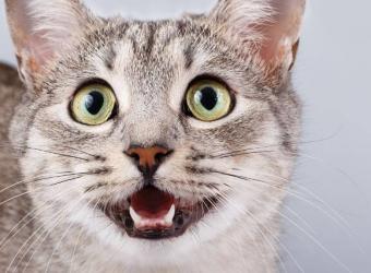 9 Aspects of Cat Preventive Care That Every Owner Should Know