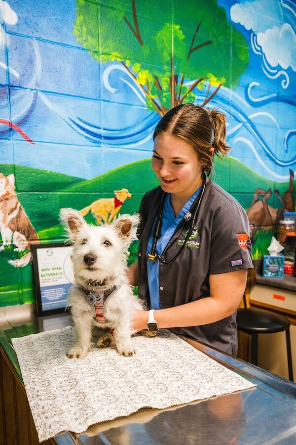 decor image on Livermore Family Pet Hospital